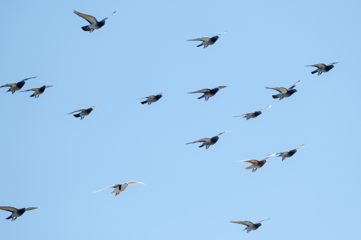 Large group of flying racing pigeons against a clear blue sky.