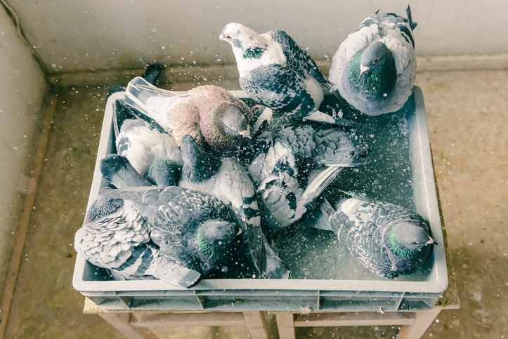 Top view of a group of homing pigeons bathing all together in a tray with water in their home loft