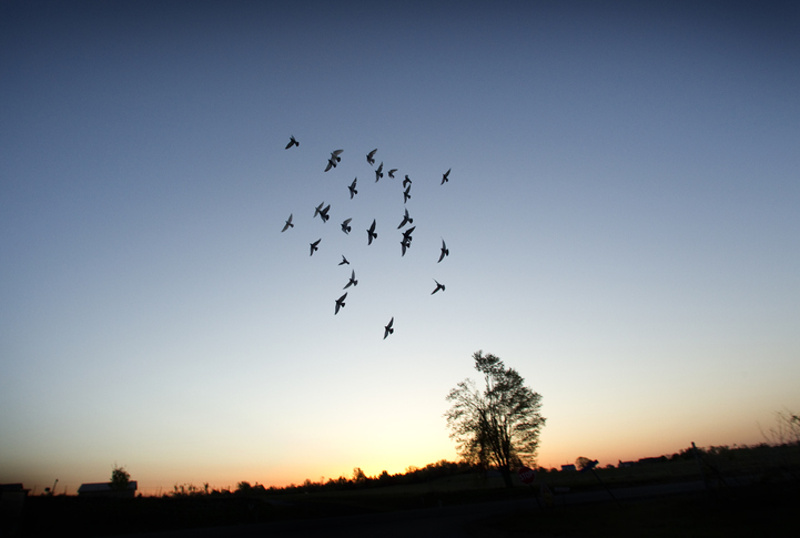 A flock of pigeons fly in formation at sunrise in rural area.